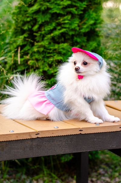 Сукня для собак PetCircle Sweetheart Denim
