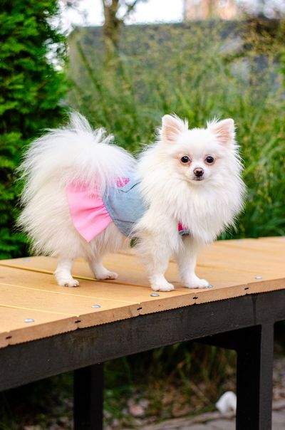 Платье для собак PetCircle Sweetheart Denim