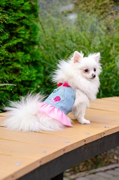 Платье для собак PetCircle Sweetheart Denim