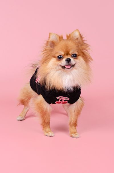 Вязаный свитер с вишеньками для собак MiuMiu