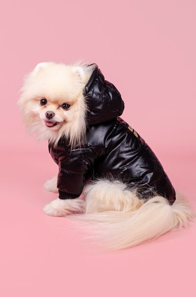 Куртка для собак HipiDog Black Gold